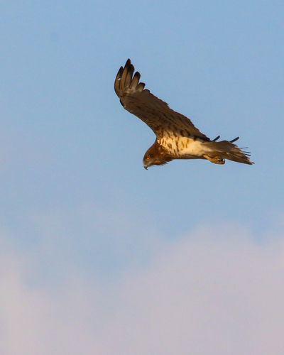 Short-toed Snake-Eagle