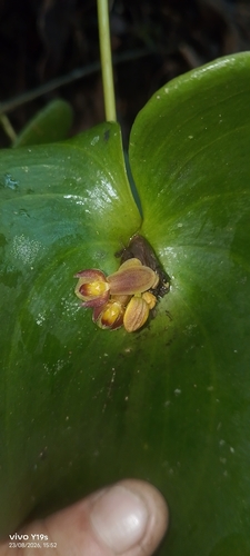 Pleurothallis cordata, photograph 1