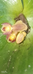 Pleurothallis cordata, photograph author not stated, no rights reserved