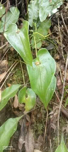 Pleurothallis cordata, photograph 3
