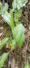 Pleurothallis cordata, photograph author not stated, no rights reserved
