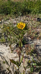 Bidens amplissima, photograph (c) Shaan Aroeste, some rights reserved (CC BY)