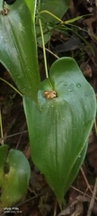 Pleurothallis cordata, photograph author not stated, no rights reserved