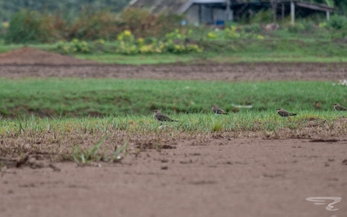 Oriental Pratincole