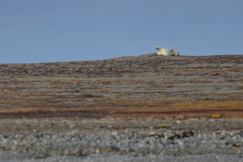 Black Bear sighting near Kitikmeot