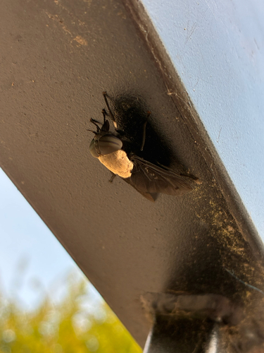 Western Black Horse Fly