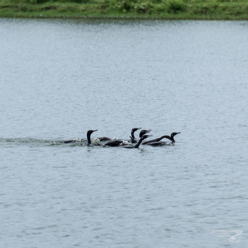Indian Cormorant