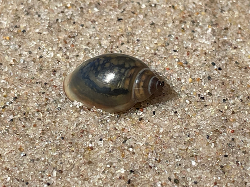 Acute Bladder Snail