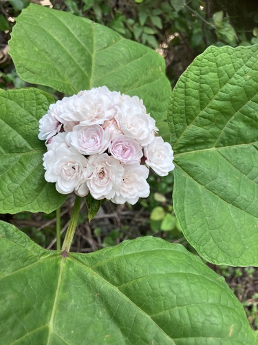 Clerodendrum chinense observed 2026-08-23