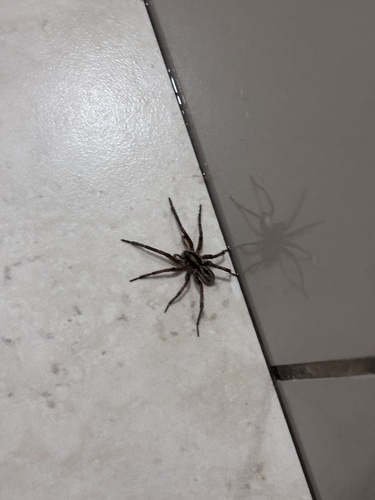 Lycosa erythrognatha