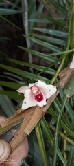Maxillaria procurrens