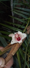 Maxillaria procurrens, photograph author not stated, no rights reserved