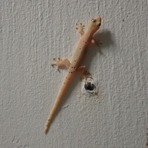 Lepidodactylus lugubris observed 2026-08-23