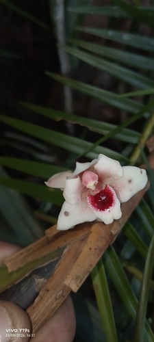 Maxillaria procurrens, photograph 2