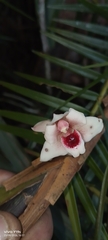 Maxillaria procurrens, photograph author not stated, no rights reserved