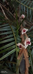 Maxillaria procurrens, photograph author not stated, no rights reserved