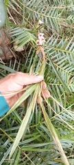 Maxillaria procurrens, photograph author not stated, no rights reserved