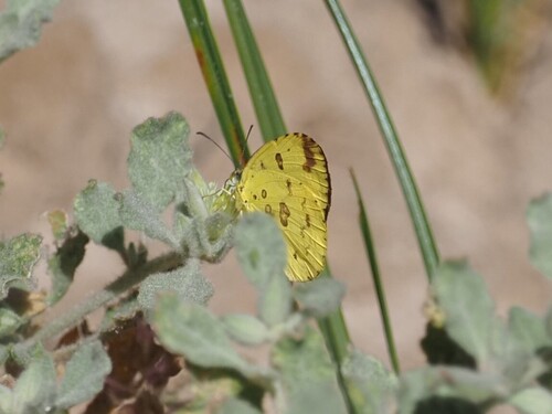 Common Grass Yellow