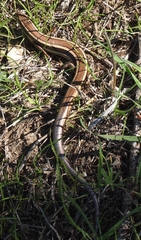 Plestiodon skiltonianus skiltonianus