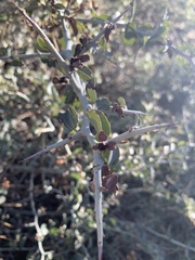 Ceanothus cordulatus