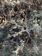 Ceanothus cordulatus