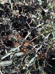 Ceanothus cordulatus