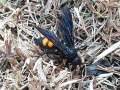 Pygodasis ephippium ephippium