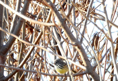 Anairetes flavirostris