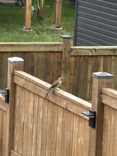Northern Flicker