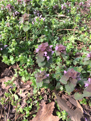 Lamium purpureum