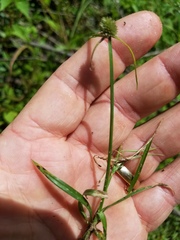 Cyperus sesquiflorus sesquiflorus