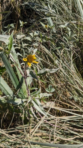 Bidens amplissima, photograph 3