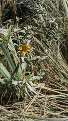 Bidens amplissima, photograph (c) Shaan Aroeste, some rights reserved (CC BY)