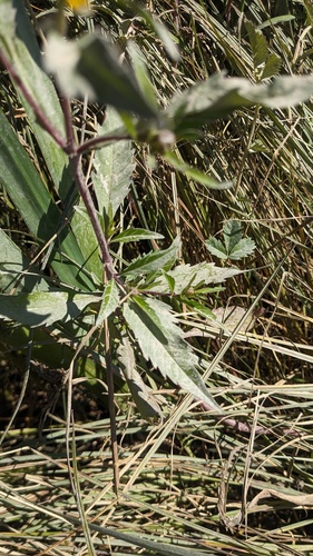 Bidens amplissima, photograph 4