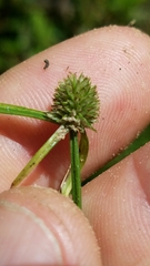 Cyperus sesquiflorus sesquiflorus