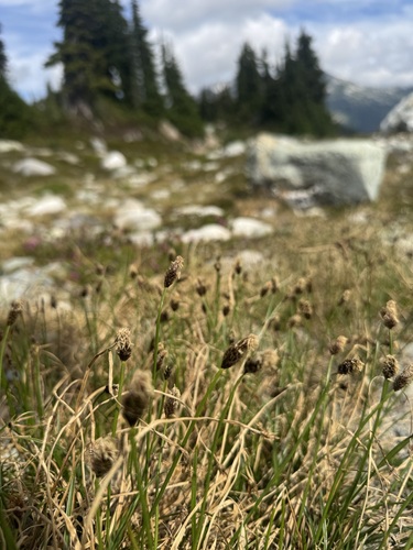 Carex nigricans observed 2026-08-19