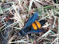 Pygodasis ephippium ephippium