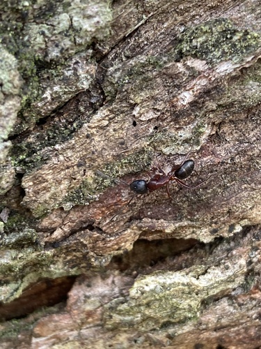 Camponotus innexus