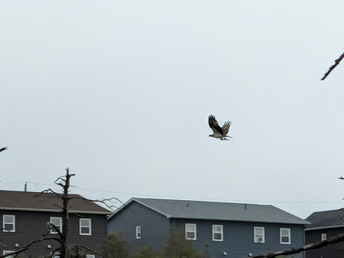 Osprey