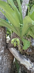 Catasetum integerrimum, photograph (c) Christine Loew, some rights reserved (CC BY)