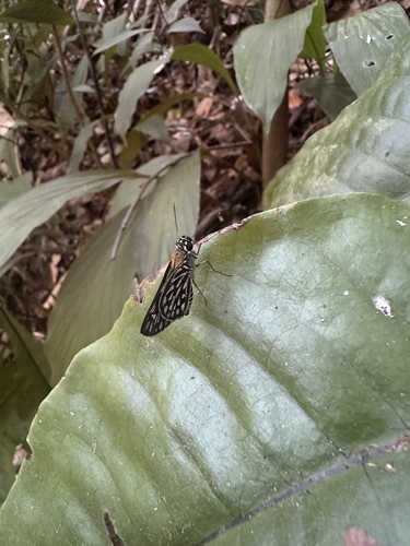Plastingia naga