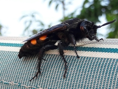 Pygodasis ephippium ephippium