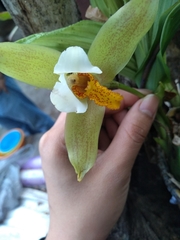 Lycaste deppei