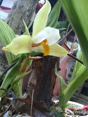 Lycaste deppei