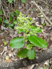 Muehlenbeckia australis