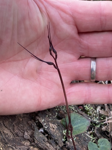 Mayfly orchid