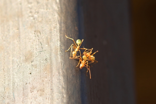 Asian Weaver Ant
