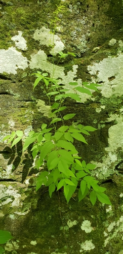 Bride's feathers (Aruncus dioicus)