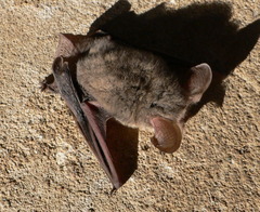 Nyctophilus geoffroyi
