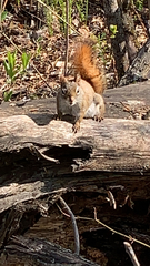 Tamiasciurus hudsonicus